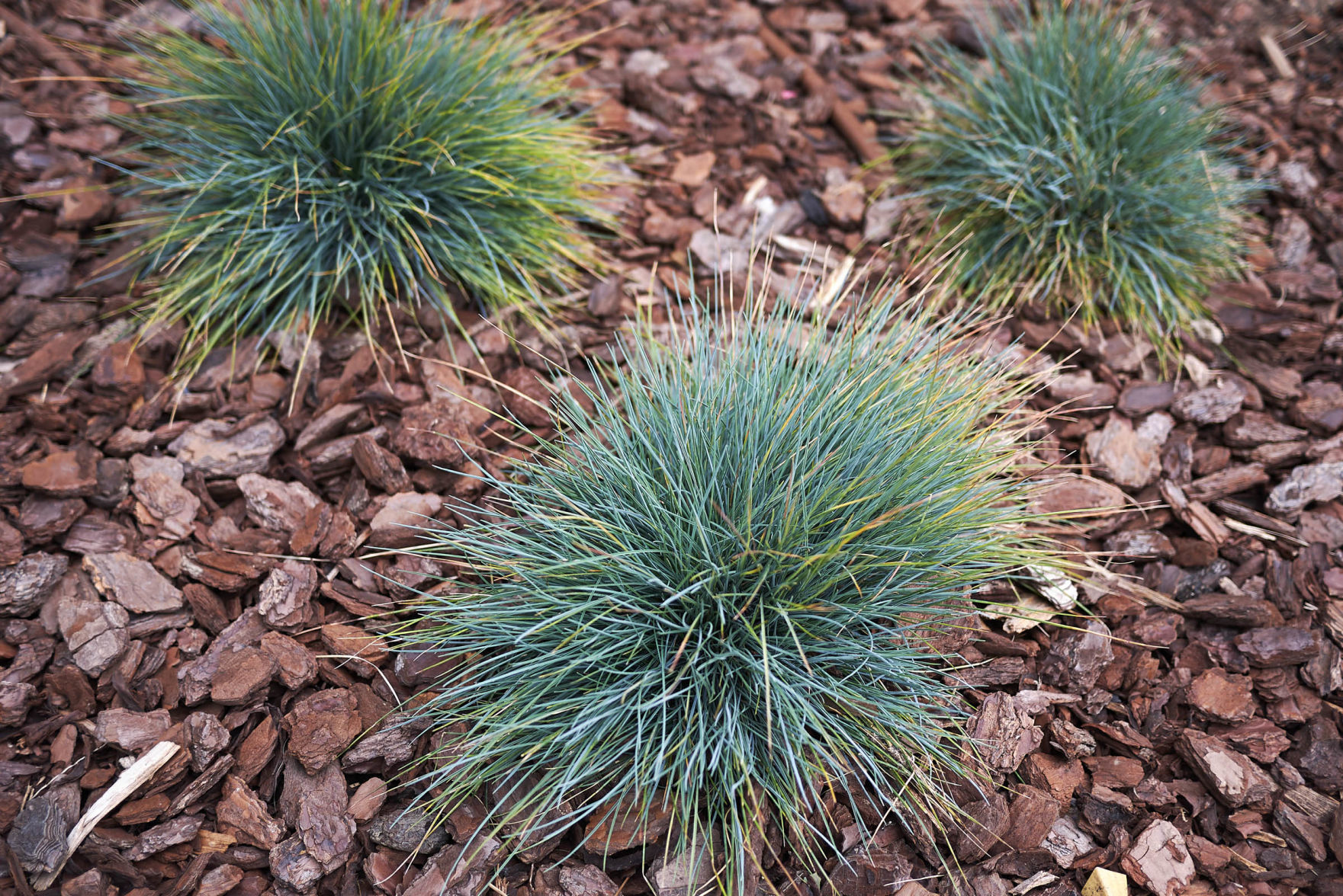 Blue fescue